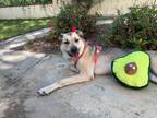 Adopt Luna a Red/Golden/Orange/Chestnut - with Black Anatolian Shepherd /