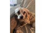 Adopt Chandler a Cocker Spaniel dog in Las Vegas, NV (39341602)