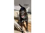 Adopt Nugent a Labrador Retriever / Mixed dog in St Augustine, FL (39456866)