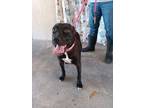 Adopt Harvey a Black - with White Pit Bull Terrier dog in Opelousas