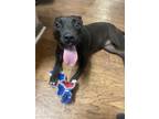 Adopt Annie a Black - with White Pit Bull Terrier dog in Opelousas