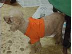 Adopt Helen Poodel a Brown/Chocolate Poodle (Toy or Tea Cup) / Mixed (short
