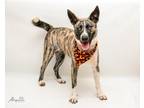Adopt Dallas a Black Catahoula Leopard Dog / Mixed Breed (Medium) / Mixed (short
