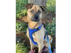 Adopt Cody a Tan/Yellow/Fawn - with Black Boxer / Shepherd (Unknown Type) /