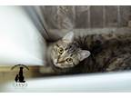 Adopt Magnolia a Brown Tabby American Shorthair (short coat) cat in Baton Rouge