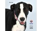 Adopt Annie a Great Dane / Mixed Breed (Medium) / Mixed dog in Tomball