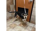 Adopt Odie a Black Doberman Pinscher dog in Dawson, GA (39591661)