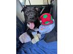 Adopt GT - "Mr. Snuggles" a Black American Staffordshire Terrier / Pit Bull