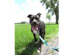 Adopt Quiche a Terrier (Unknown Type, Small) / Mixed dog in Van Wert