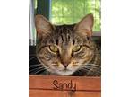 Adopt Sandy a Brown Tabby Domestic Shorthair (short coat) cat in High Springs