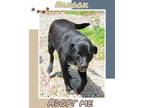 Adopt Nanook a Black - with White Australian Kelpie / Labrador Retriever / Mixed