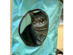 Adopt Susie a Domestic Shorthair / Mixed (short coat) cat in Tiffin