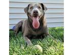 Adopt Luna a Labrador Retriever / Mixed dog in La Crosse, WI (39581717)