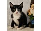 Adopt Loki a Spotted Tabby/Leopard Spotted Domestic Shorthair (short coat) cat