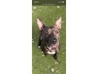 Adopt Luna a Brown/Chocolate Mutt / Mixed dog in Raleigh, NC (39576981)