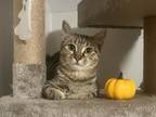 Adopt Julia a Spotted Tabby/Leopard Spotted Domestic Shorthair (short coat) cat