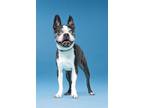 Adopt Buddy a Black - with White Boston Terrier / Mixed dog in Plano