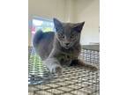 Adopt D2 a Gray or Blue Domestic Shorthair / Mixed Breed (Medium) / Mixed (short