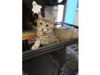 Adopt Clementine a Gray, Blue or Silver Tabby Domestic Shorthair (short coat)