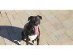 Adopt Ellie a Black - with White Mutt / Mixed dog in Poway, CA (39563270)