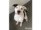 Adopt Brutus a White American Pit Bull Terrier / Mixed Breed (Medium) / Mixed