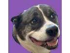 Adopt Tito (fna Obie) a White Akita / Shiba Inu / Mixed dog in Savannah