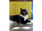 Adopt Bruno a Black & White or Tuxedo Domestic Shorthair (short coat) cat in