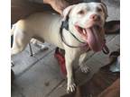 Adopt Reagan a White - with Brown or Chocolate Labrador Retriever / Pit Bull