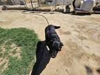 Adopt Beauty a Black Labrador Retriever / Foxhound / Mixed dog in lancaster