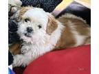 Adopt Jack a Red/Golden/Orange/Chestnut - with White Shih Tzu / Mixed dog in