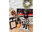 Adopt Apollo a Black Labrador Retriever / Mixed dog in Linwood, MI (39456061)
