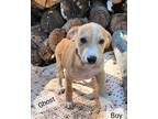 Adopt Ghost a Tan/Yellow/Fawn - with White American Pit Bull Terrier / Mixed