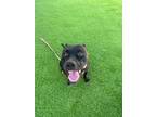 Adopt Buttercup a Black - with White American Pit Bull Terrier / Labrador
