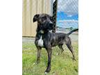 Adopt Gazelle a Brown/Chocolate Mixed Breed (Small) / Mixed Breed (Medium) /