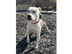 Adopt Sissy a White - with Black Pit Bull Terrier / Mixed dog in Columbus