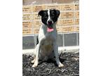 Adopt Jean-Pierre Polnareff a Black - with White Border Collie / Pit Bull