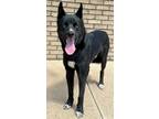 Adopt Saturn a Black - with White German Shepherd Dog / Siberian Husky / Mixed
