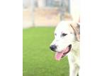 Adopt Wyatt a White Retriever (Unknown Type) / Great Pyrenees / Mixed dog in Los