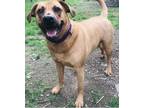 Adopt Honey a Red/Golden/Orange/Chestnut - with White Black Mouth Cur / Hound