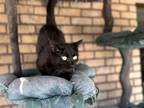Adopt Nebula a All Black Domestic Shorthair (short coat) cat in Columbus