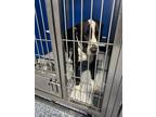 Adopt Blade a Black Pit Bull Terrier dog in Whiteville, NC (39548318)