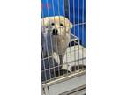 Adopt Titan a White Great Pyrenees dog in Whiteville, NC (39503881)