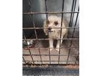 Adopt Coco a White Poodle (Standard) dog in Whiteville, NC (39548306)