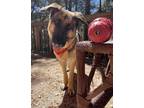 Adopt Holly a Brown/Chocolate - with White German Shepherd Dog / Labrador
