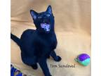 Adopt Tom Sandoval #plays-iPad-games a All Black Bombay / Mixed (short coat) cat