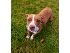 Adopt Alonzo a Brown/Chocolate - with White American Pit Bull Terrier / Mixed