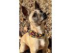 Adopt Peaches a Tan/Yellow/Fawn - with Black German Shepherd Dog / Mixed dog in