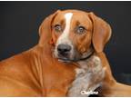 Adopt Sadie a Red/Golden/Orange/Chestnut - with White Boxer / Hound (Unknown