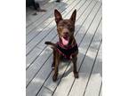 Adopt Sienna a Brown/Chocolate Australian Kelpie / Pit Bull Terrier / Mixed dog