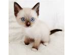 Adopt FLAKE a Cream or Ivory (Mostly) Siamese (medium coat) cat in Spring